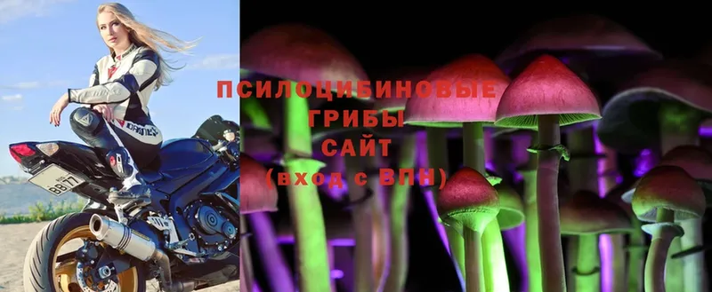 Галлюциногенные грибы Cubensis  Саратов 