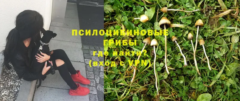 Галлюциногенные грибы MAGIC MUSHROOMS Саратов